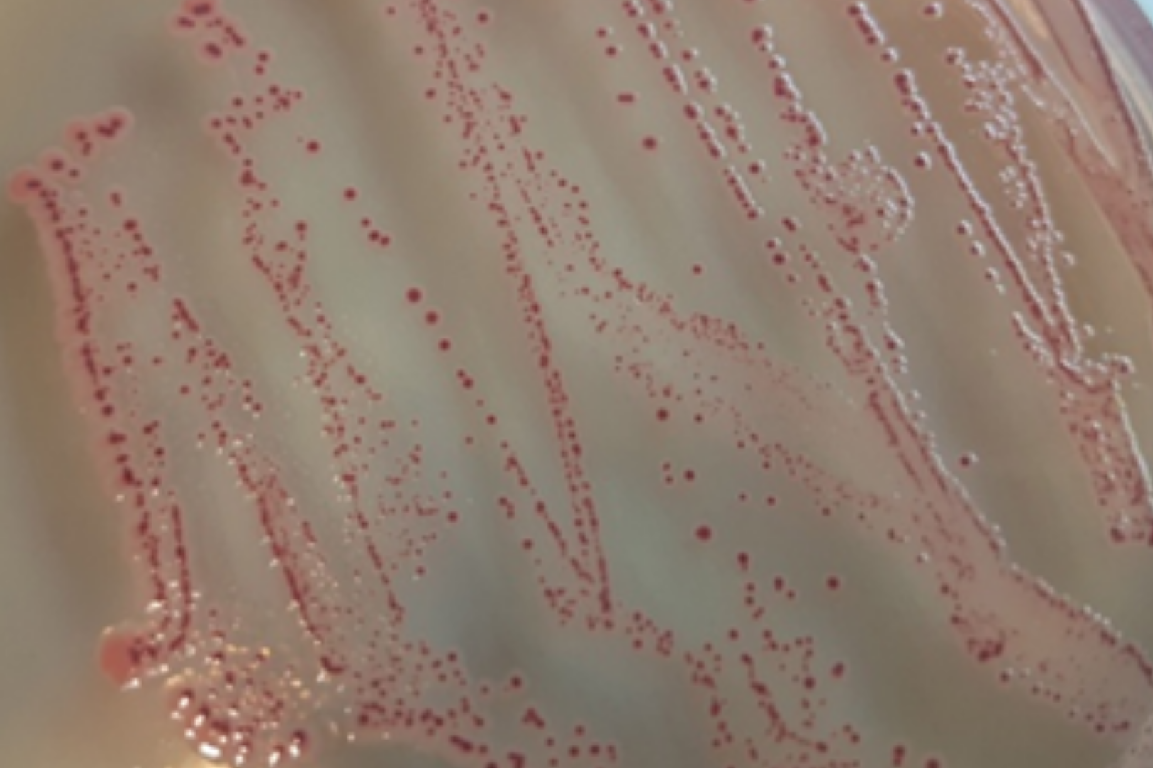 Bacillus sporothermodurans