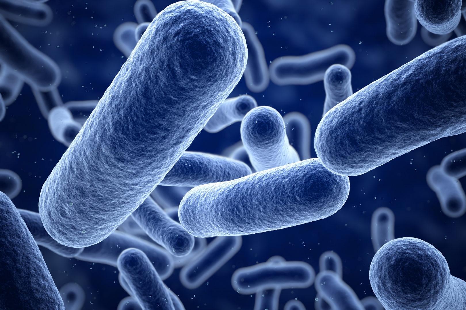 Bacterias ácido-lácticas