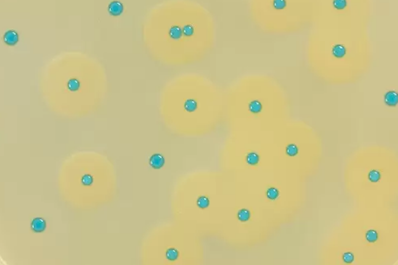Listeria monocytogenes